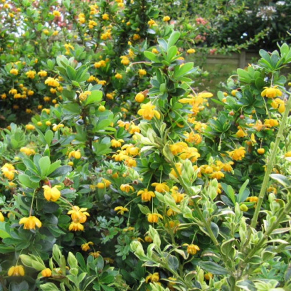 Berberis buxifolia Nana - Barberry