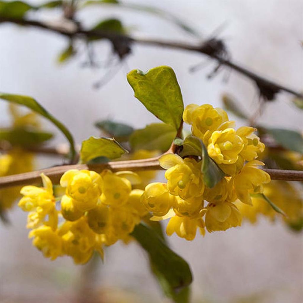 Berberis julianae - Saint Julians Barberry