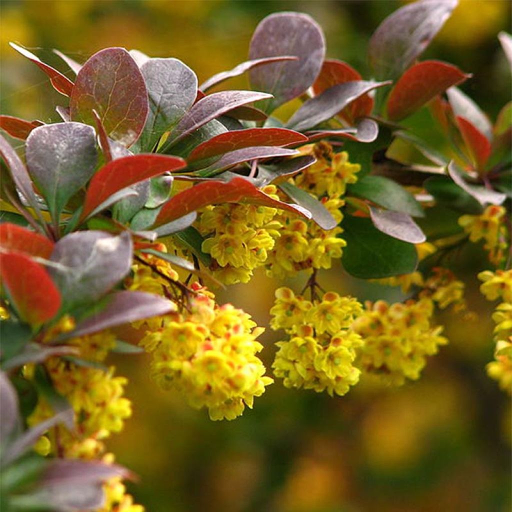 Berberis thunbergii - Barberry