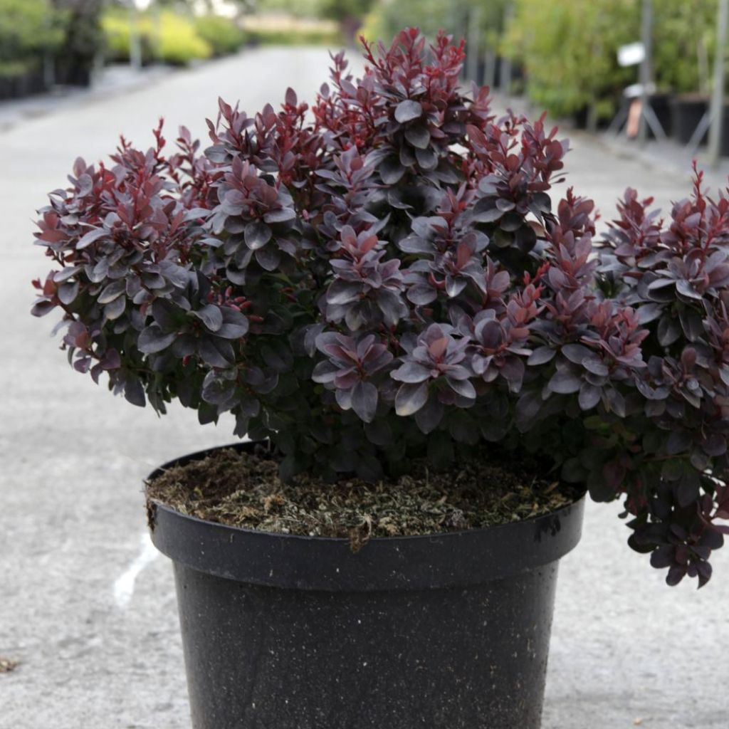 Berberis thunbergii Concorde - Barberry
