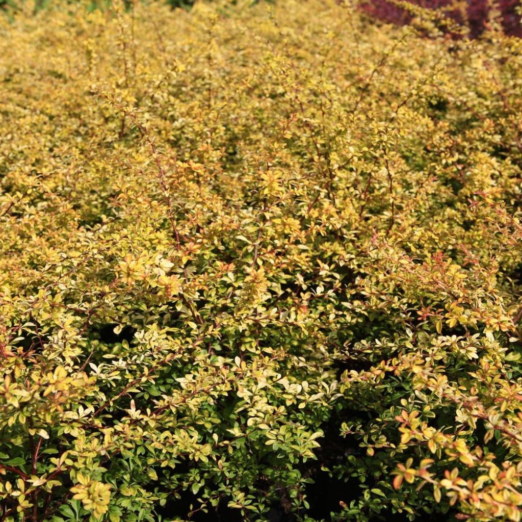 Berberis thunbergii Golden Dream - Barberry
