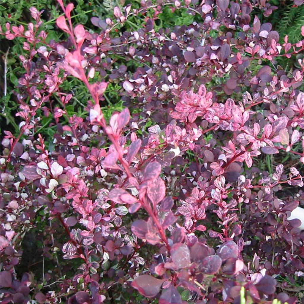 Berberis thunbergii Harlequin - Barberry