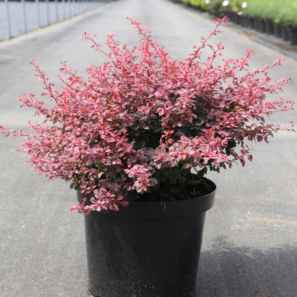 Berberis thunbergii Inspiration - Barberry