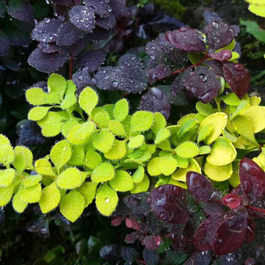 Berberis thunbergii Maria - Barberry