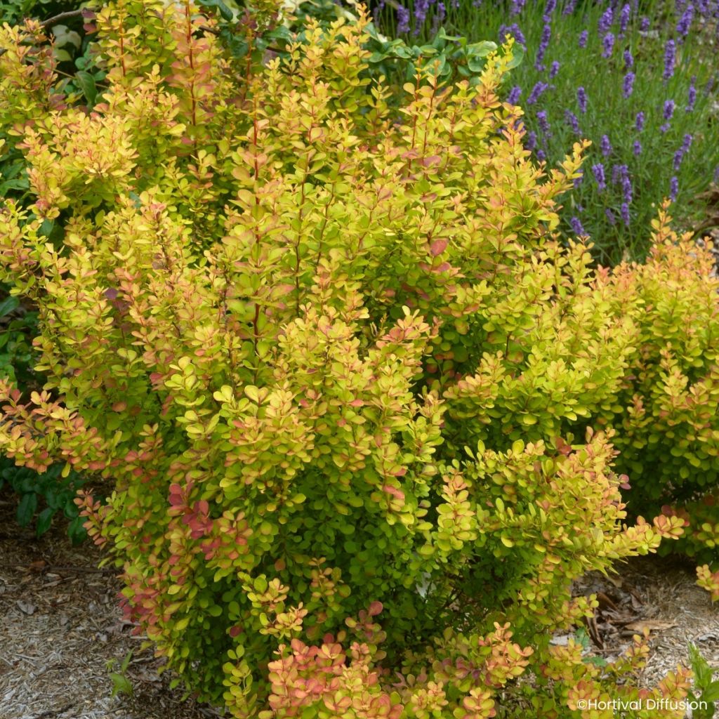 Berberis thunbergii Orange Torch  - Barberry