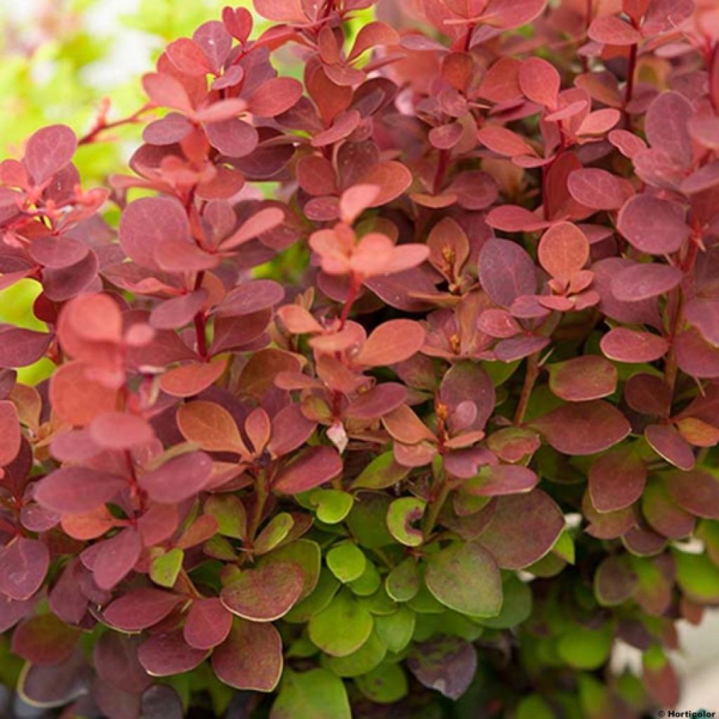 Berberis thunbergii Orange Rocket - Barberry