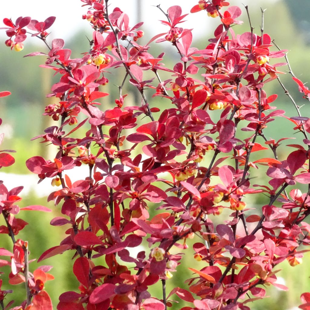 Berberis thunbergii Orange Rocket - Barberry