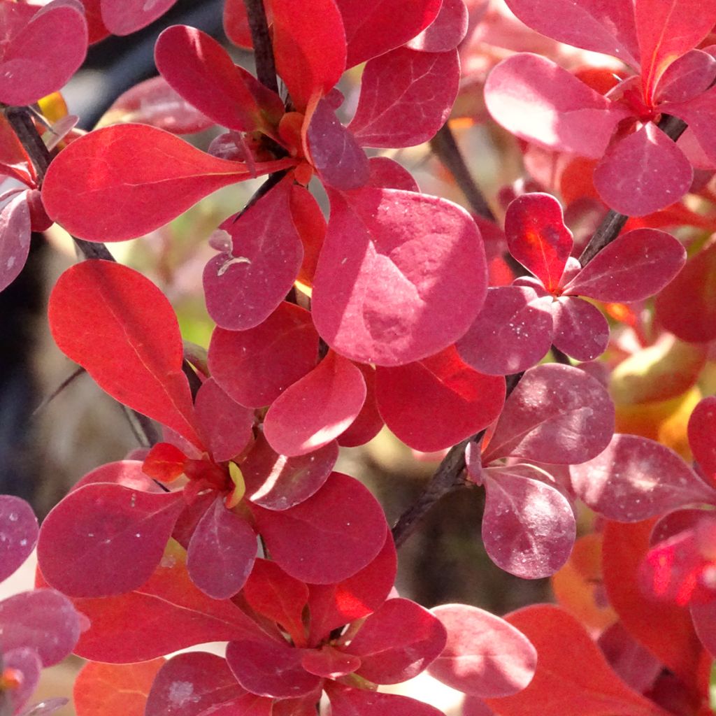 Berberis thunbergii Orange Rocket - Barberry