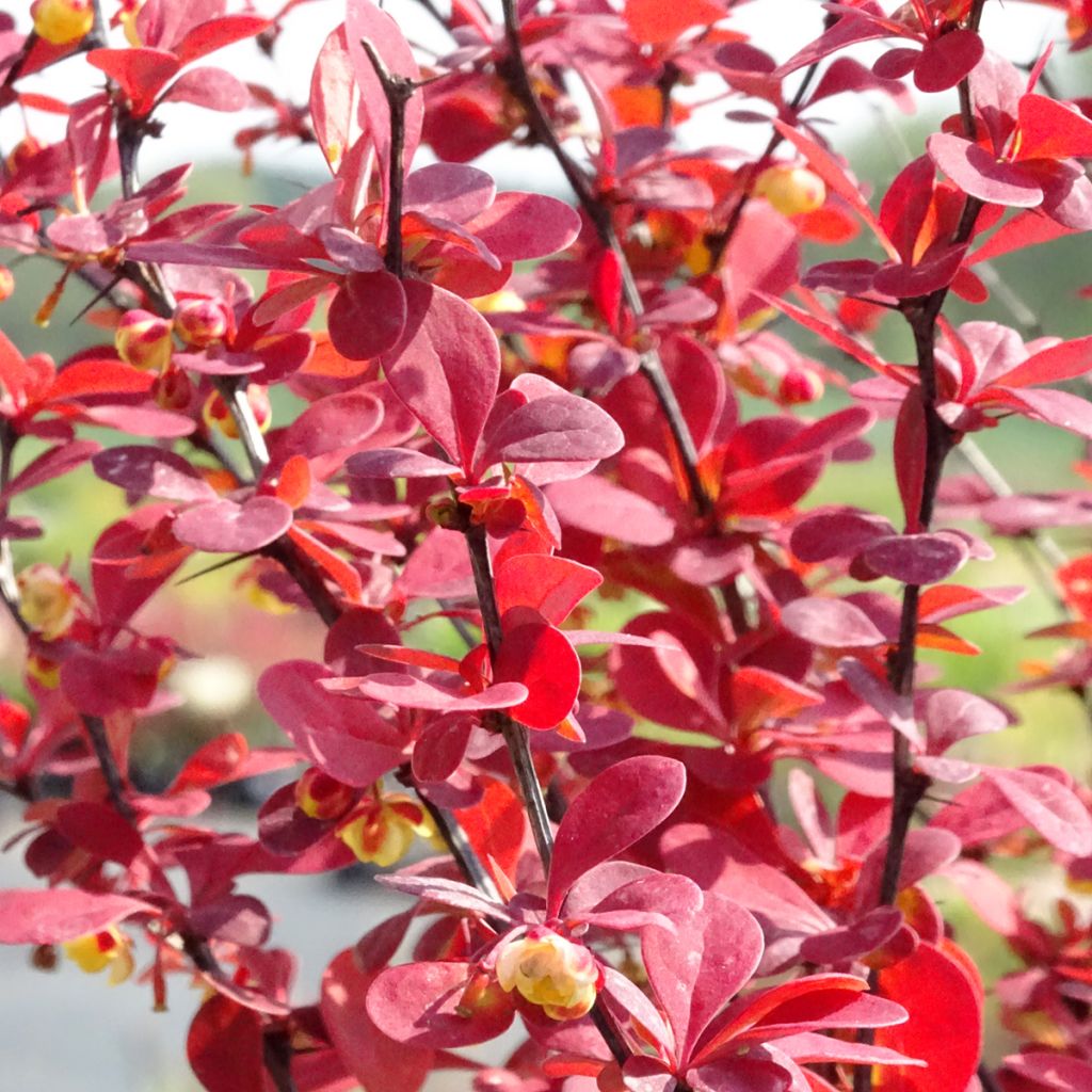 Berberis thunbergii Orange Rocket - Barberry
