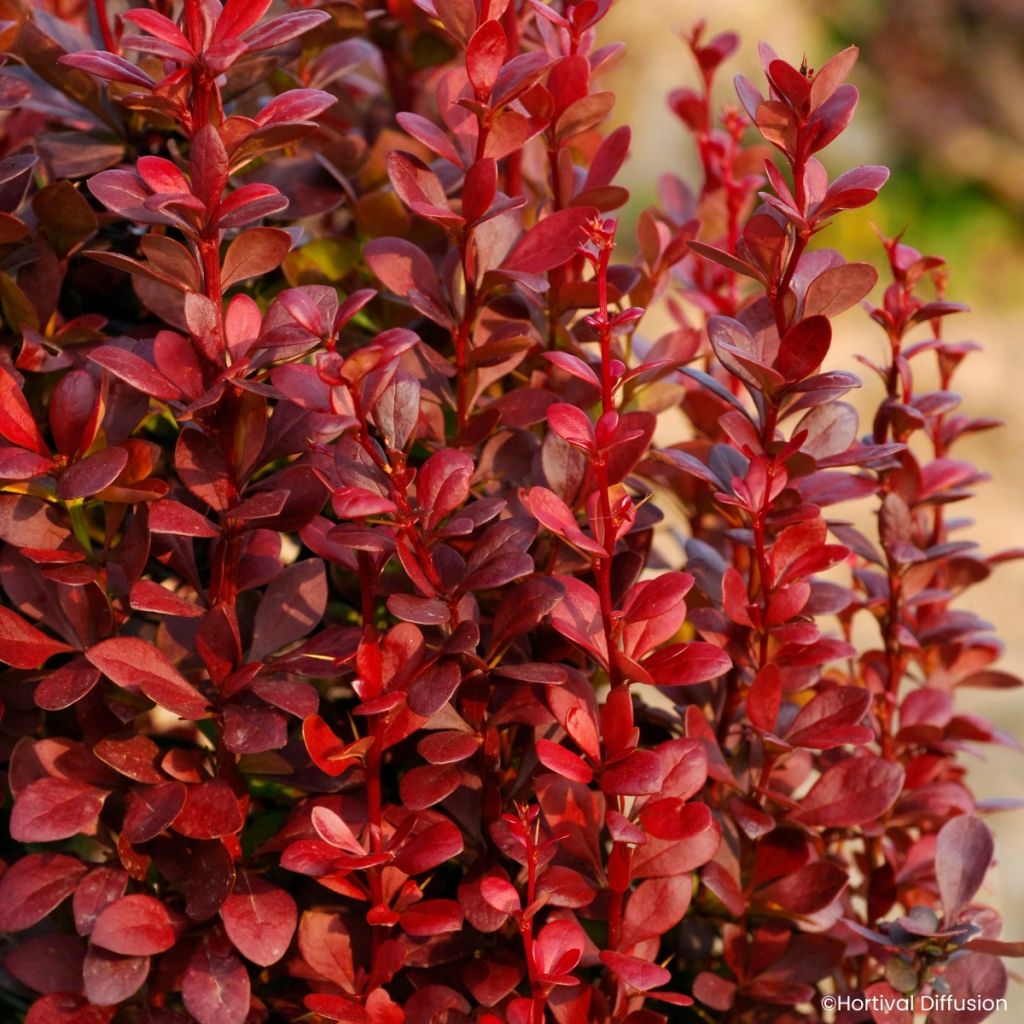 Berberis thunbergii Red Torch - Japanese barberry