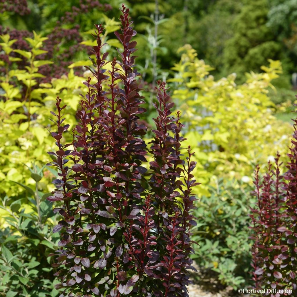 Berberis thunbergii Red Torch - Japanese barberry