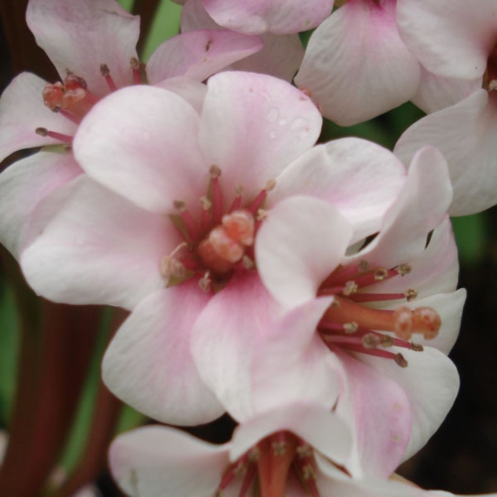 Bergenia Baby Doll - Elephant's Ears