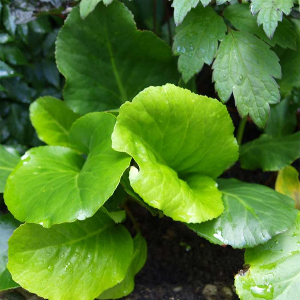 Bergenia cordifolia Morgenrote - Elephant's Ears