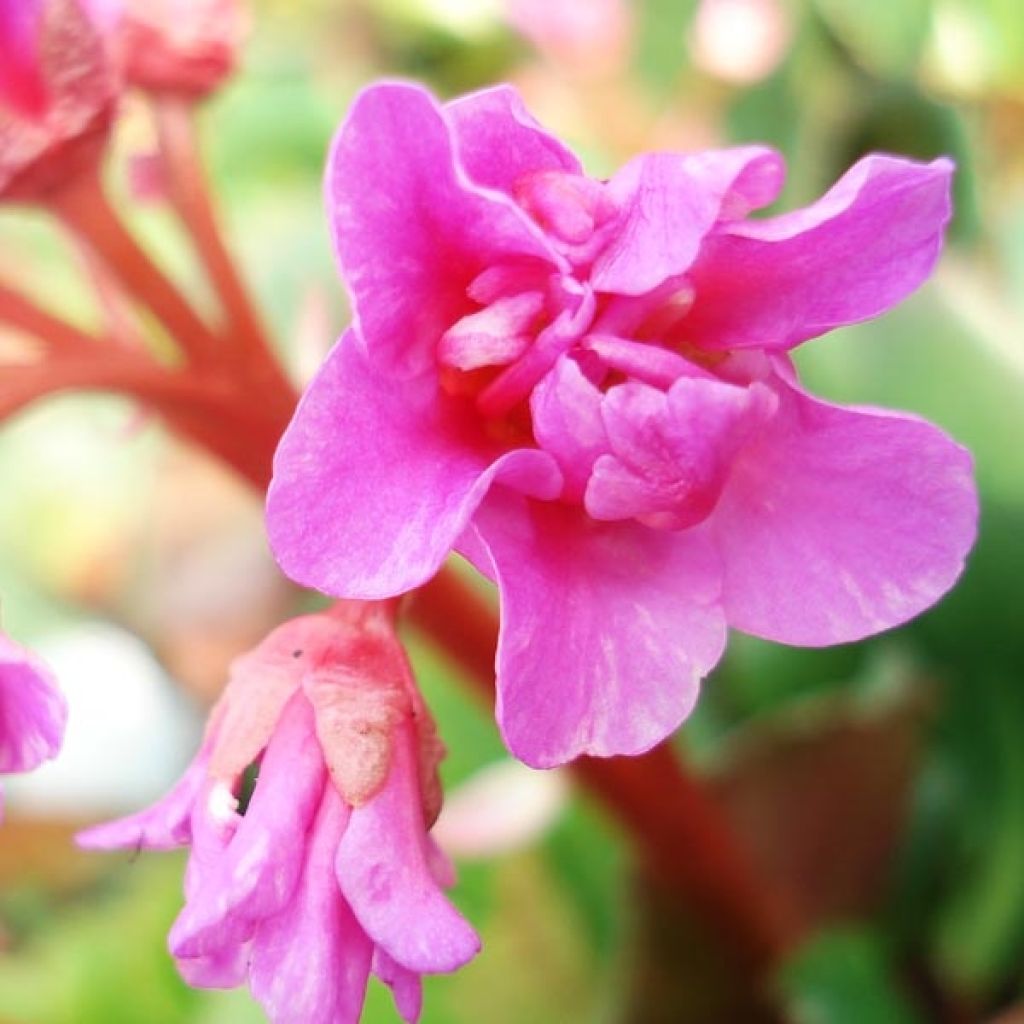 Bergenia cordifolia - Elephant's Ears