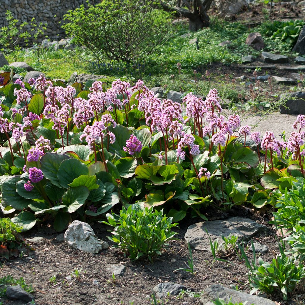 Bergenia cordifolia - Elephant's Ears
