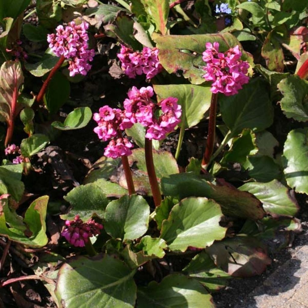 Bergenia Abendglut - Elephant's Ears