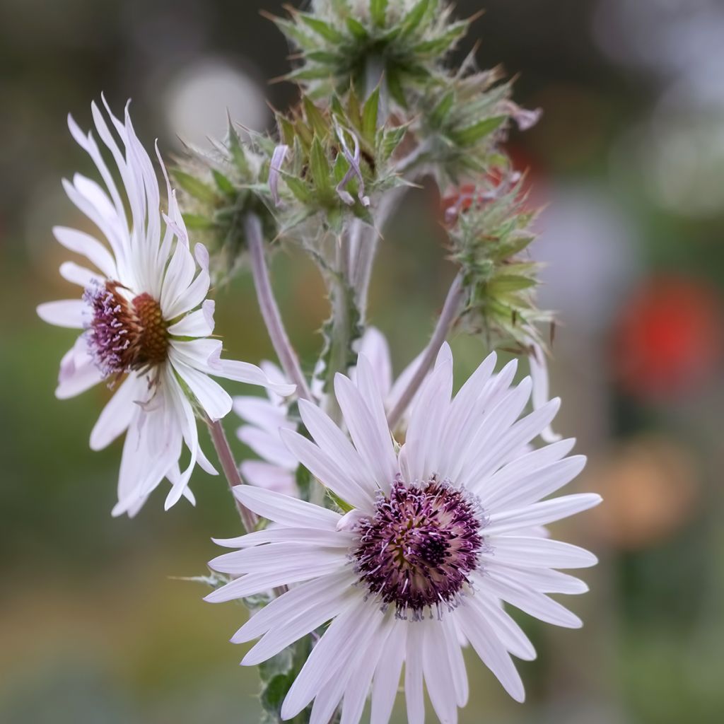 Berkheya purpurea - Purple Berkheya