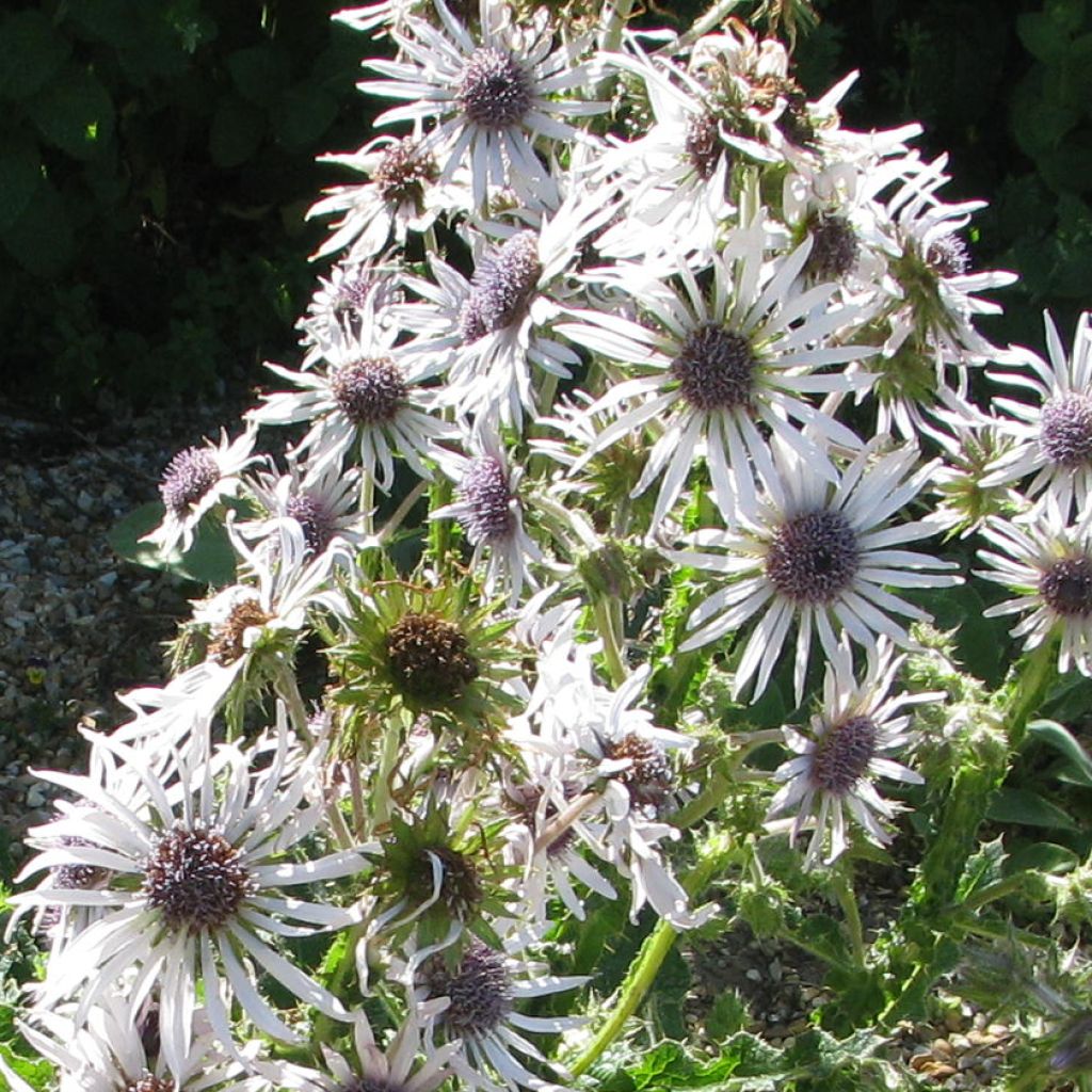 Berkheya purpurea - Purple Berkheya