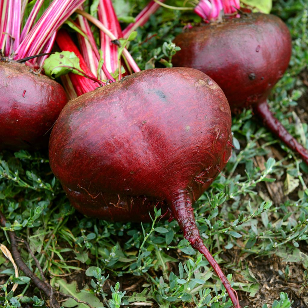 Flat of Egypt Beetroot - Ferme de Sainte Marthe Seeds