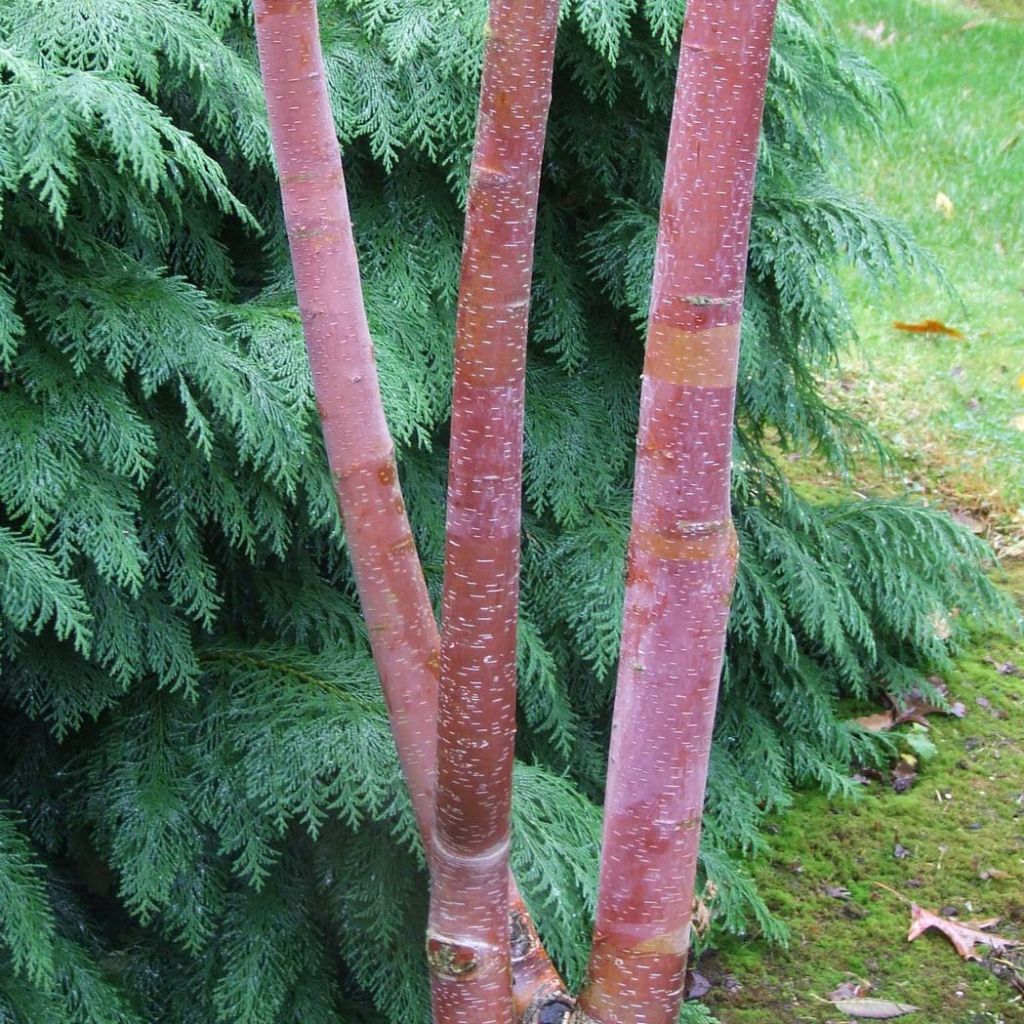 Betula albosinensis Blason Minrouge - Chinese Red Birch