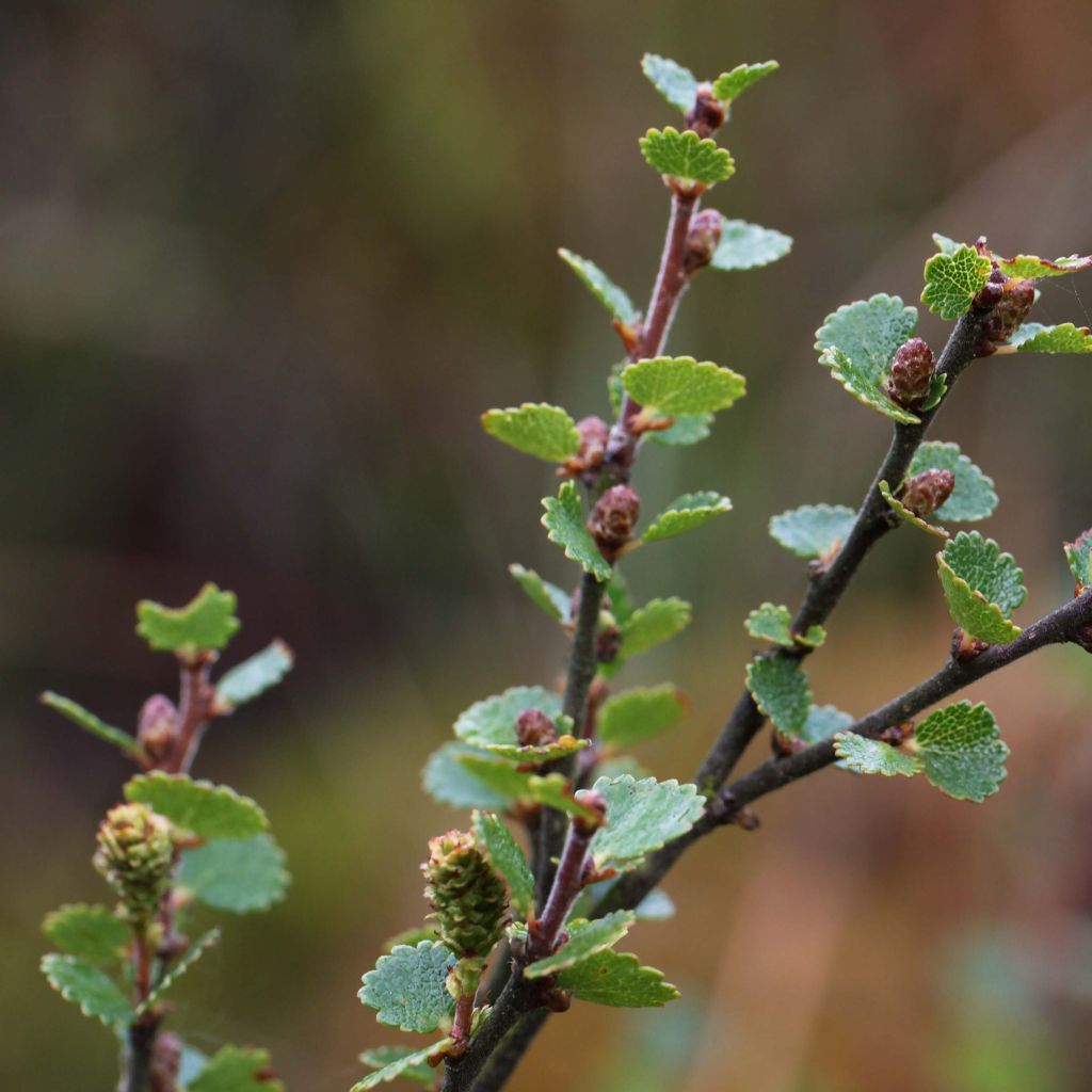 Betula nana - Dwarf Birch