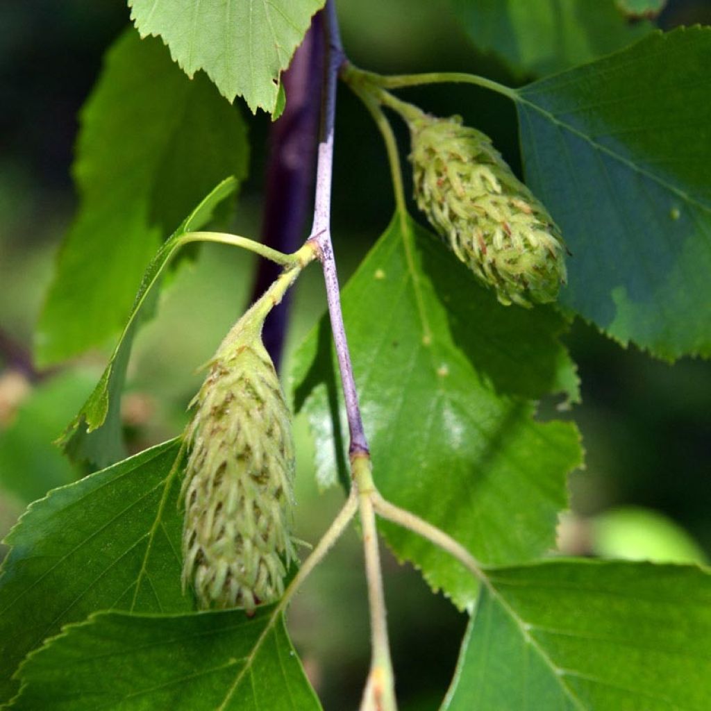 Betula nigra - Birch