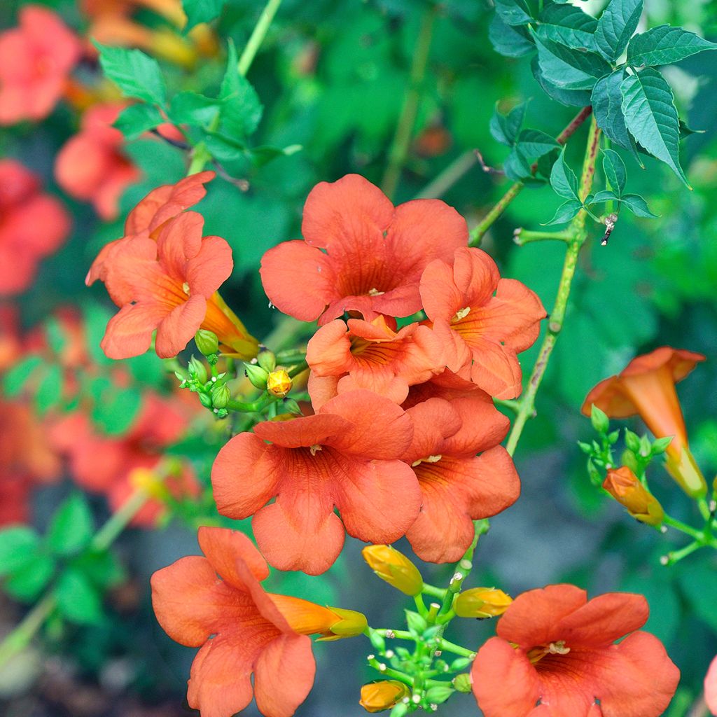 Campsis radicans x grandiflora Madame Galen
