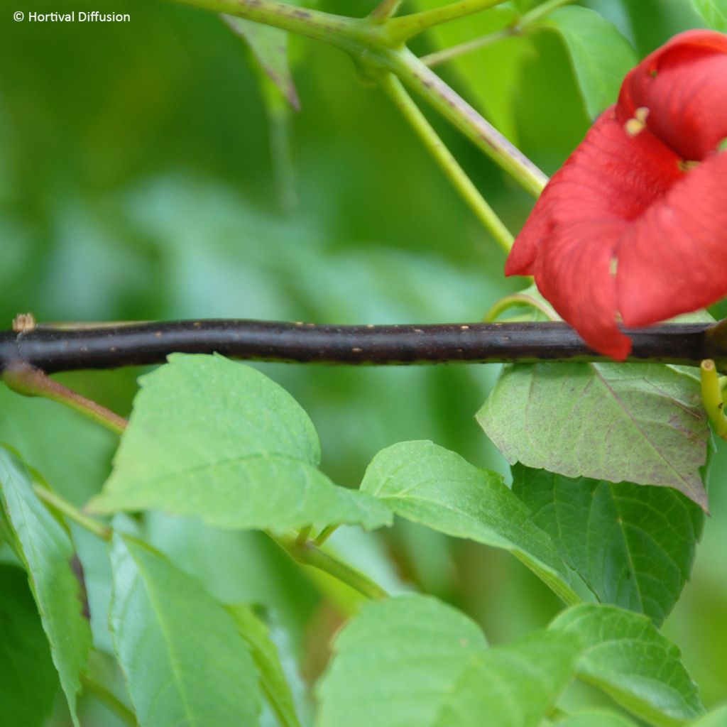 Campsis radicans x grandiflora 'Mincamroug 13' Ebony & Red® - Bignone hybride Ebony and Red