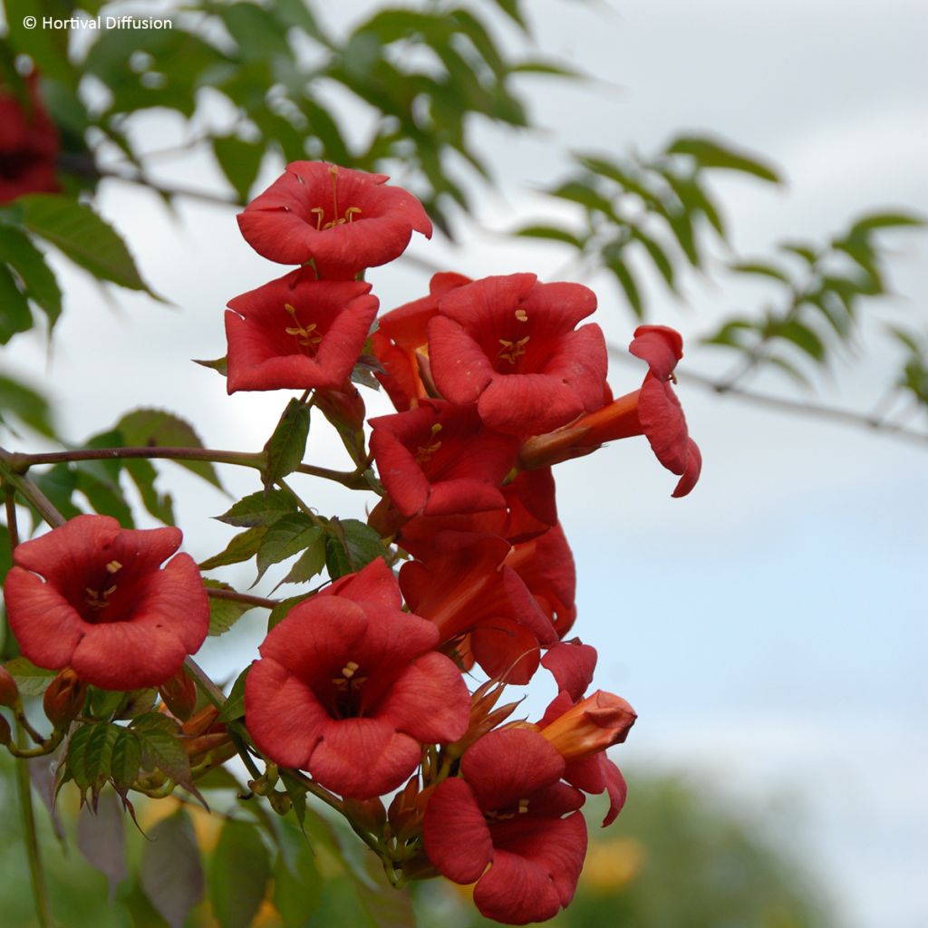 Campsis radicans x grandiflora 'Mincamroug 13' Ebony & Red® - Bignone hybride Ebony and Red
