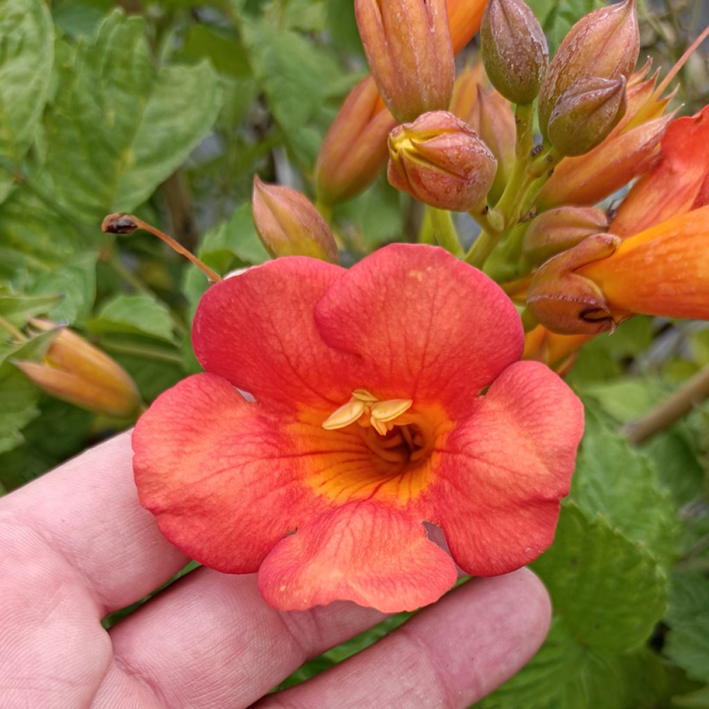 Campsis radicans x grandiflora Madame Galen