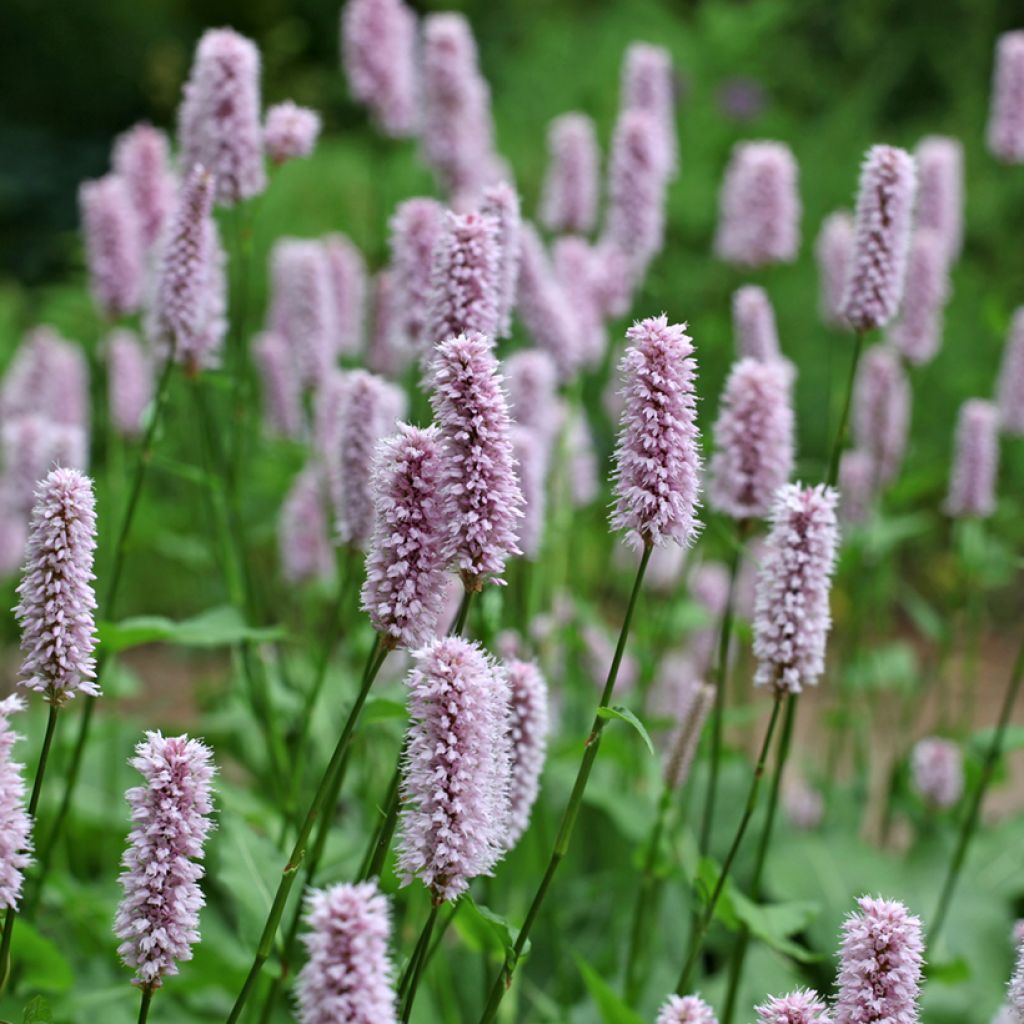 Bistorta officinalis