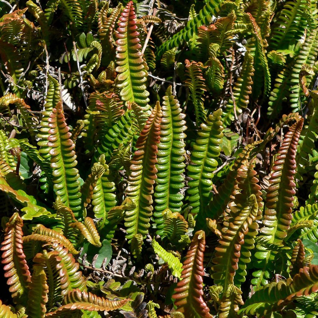 Blechnum penna-marina - Alpine Water Fern