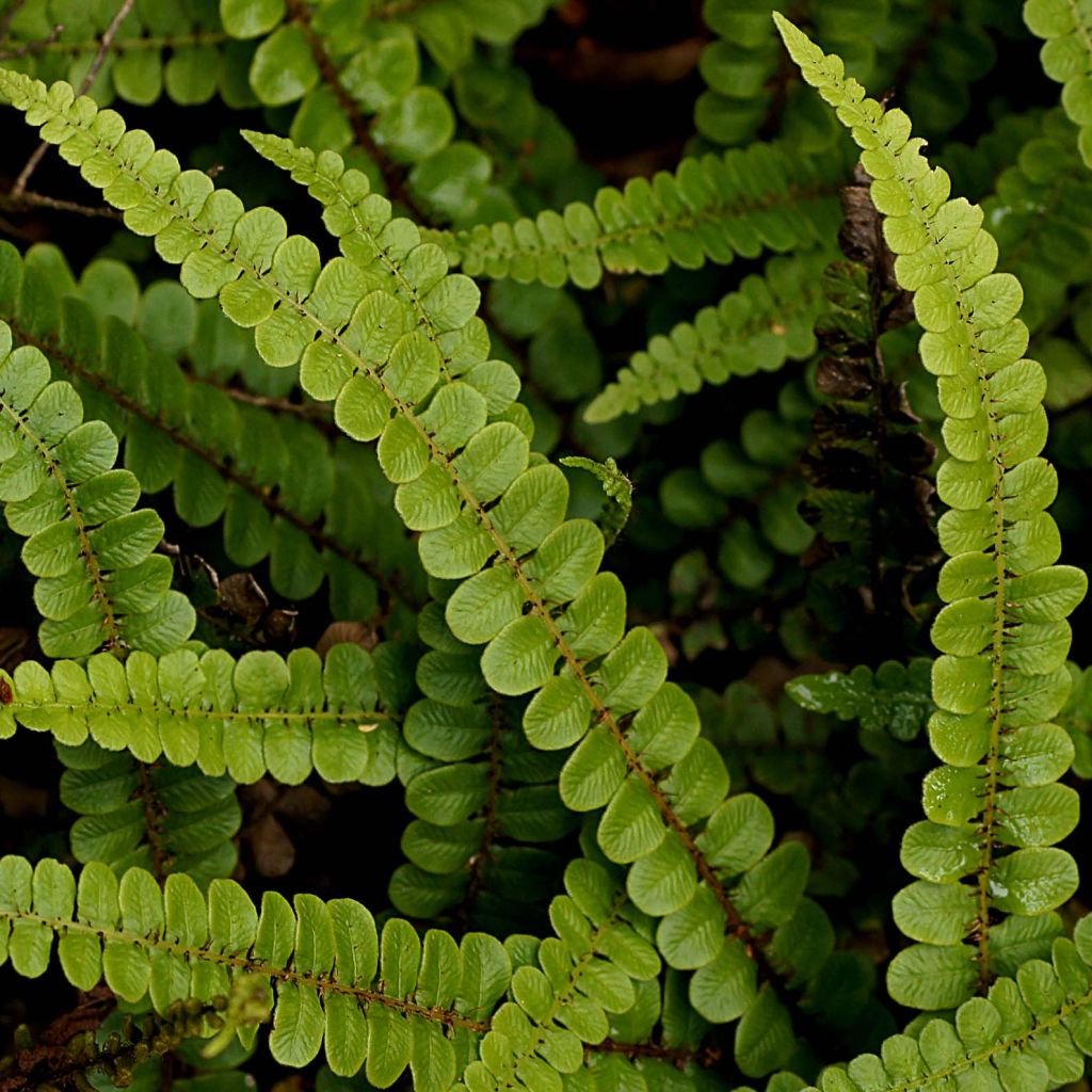 Blechnum penna-marina - Alpine Water Fern