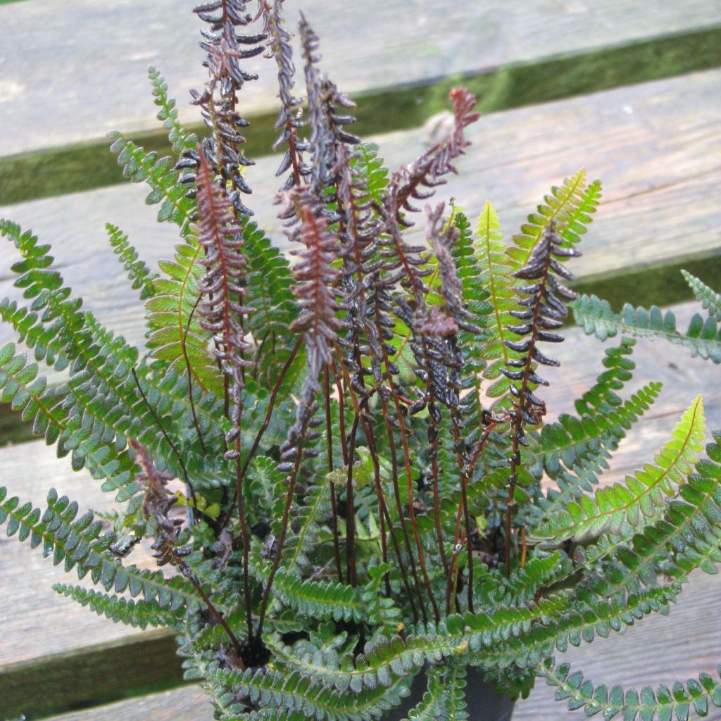 Blechnum penna-marina - Alpine Water Fern