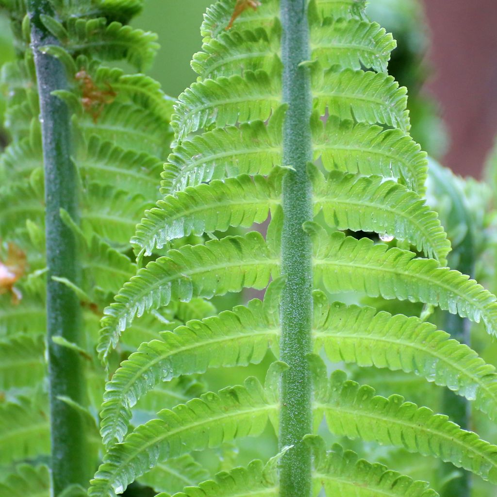 Blechnum discolor - Crown fern