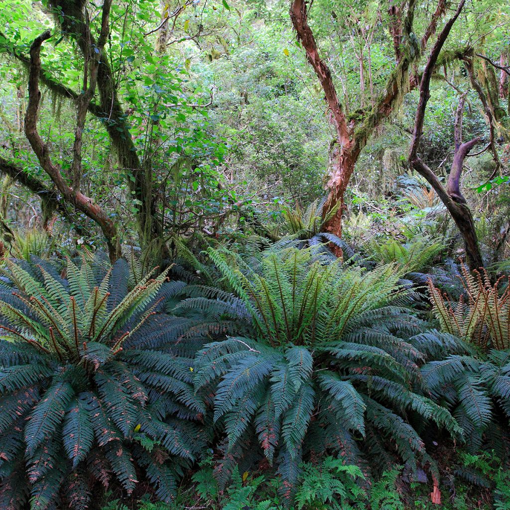 Blechnum discolor - Crown fern