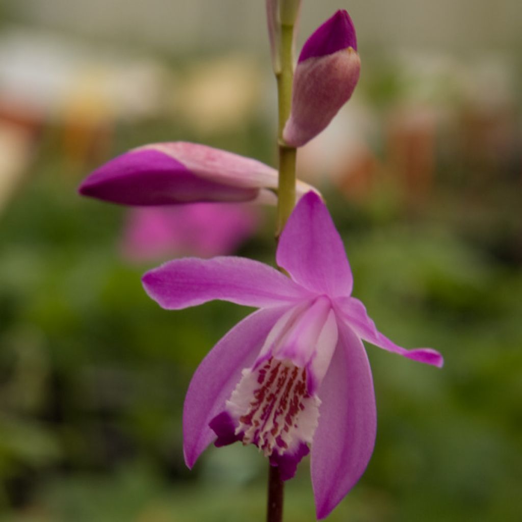 Bletilla striata Rose - Chinese Ground Orchid