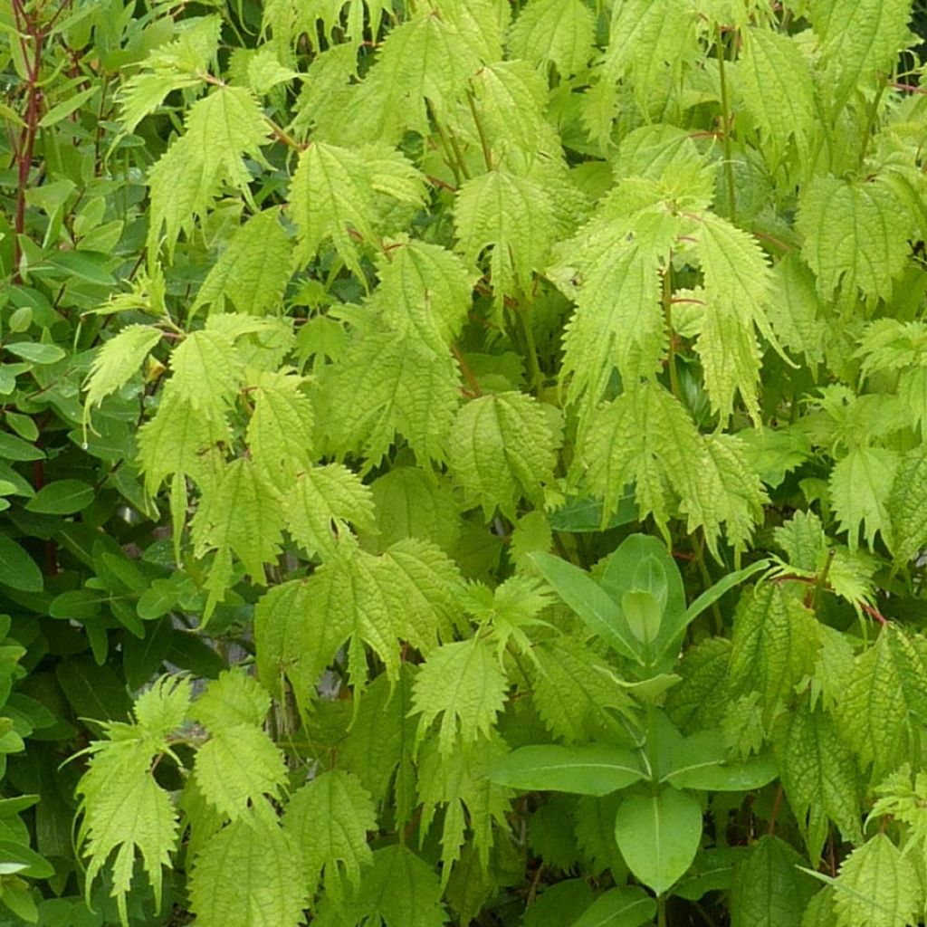Boehmeria tricuspis - False Nettle