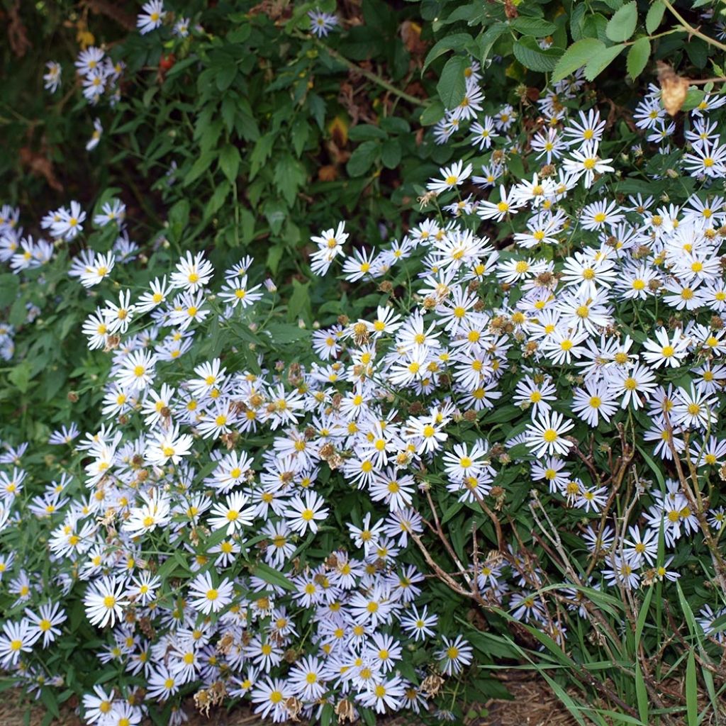 Boltonia asteroides Latisquama