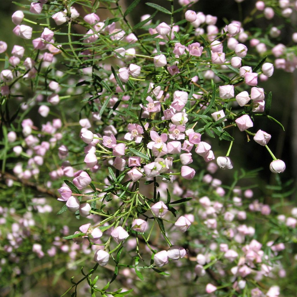 Boronia muelleri