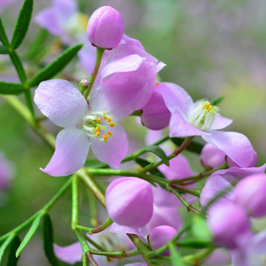 Boronia muelleri