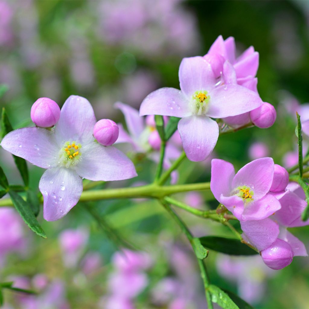 Boronia muelleri