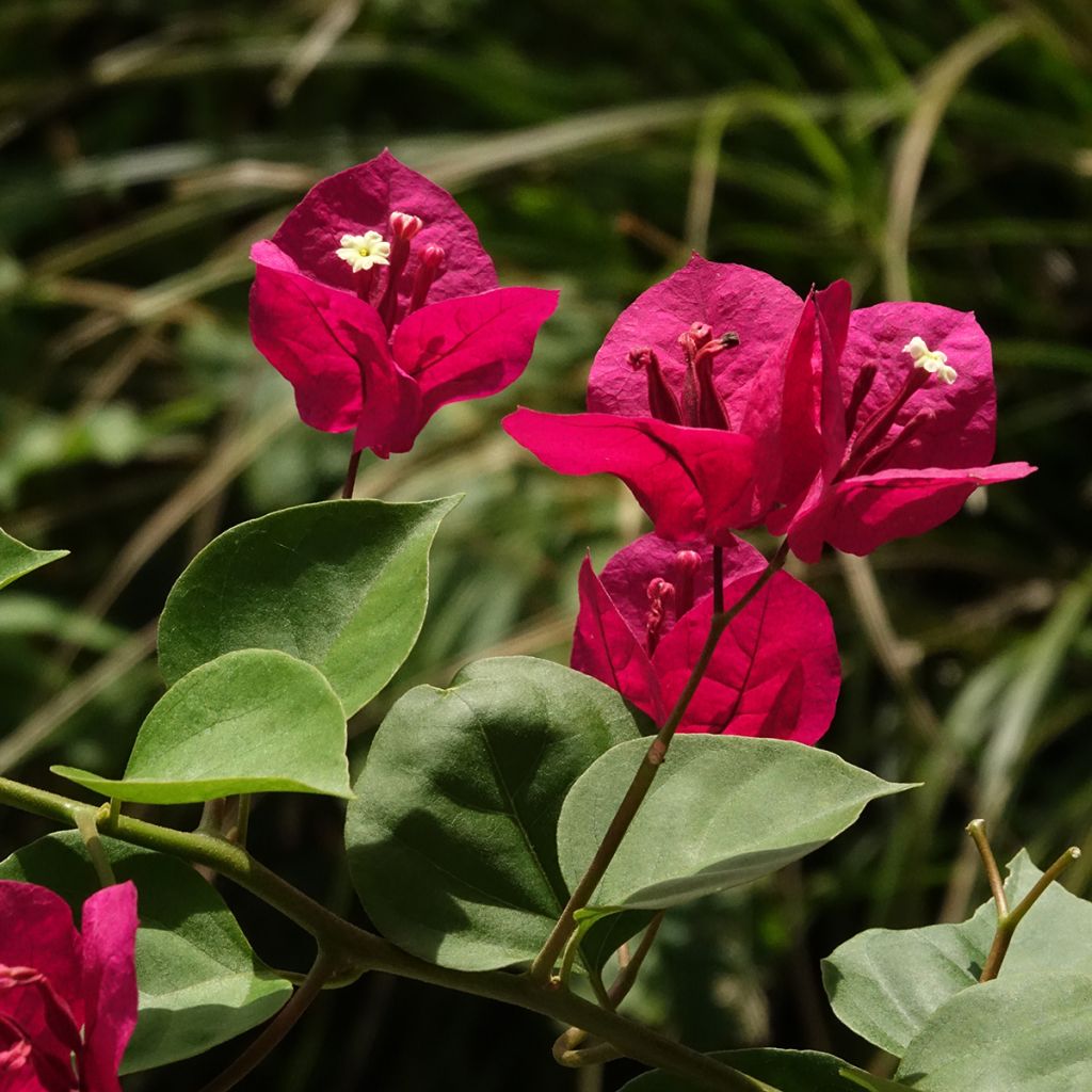Bougainvillea spectabilis Deep Red