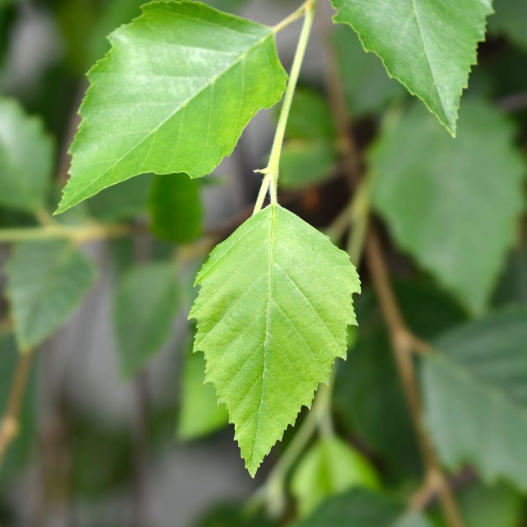 Betula nigra Summer Cascade - Birch