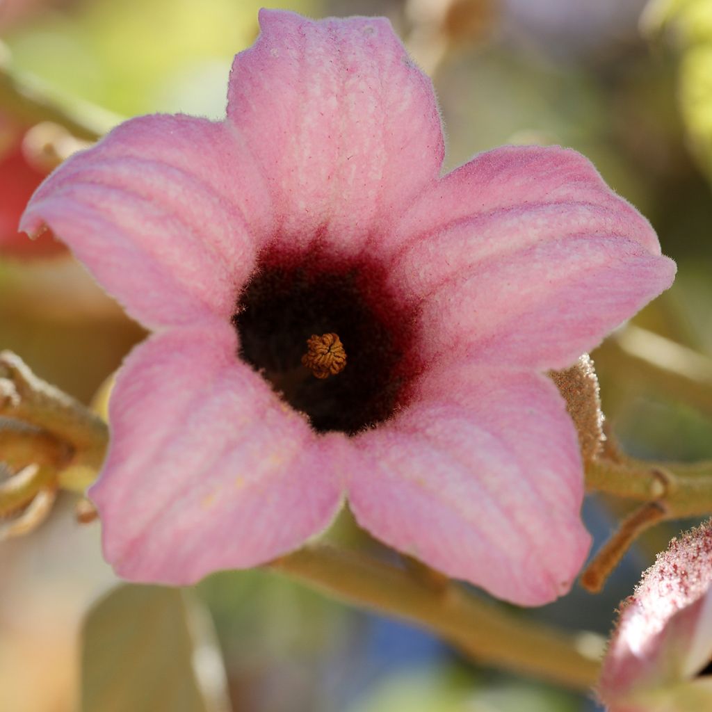 Brachychiton discolor