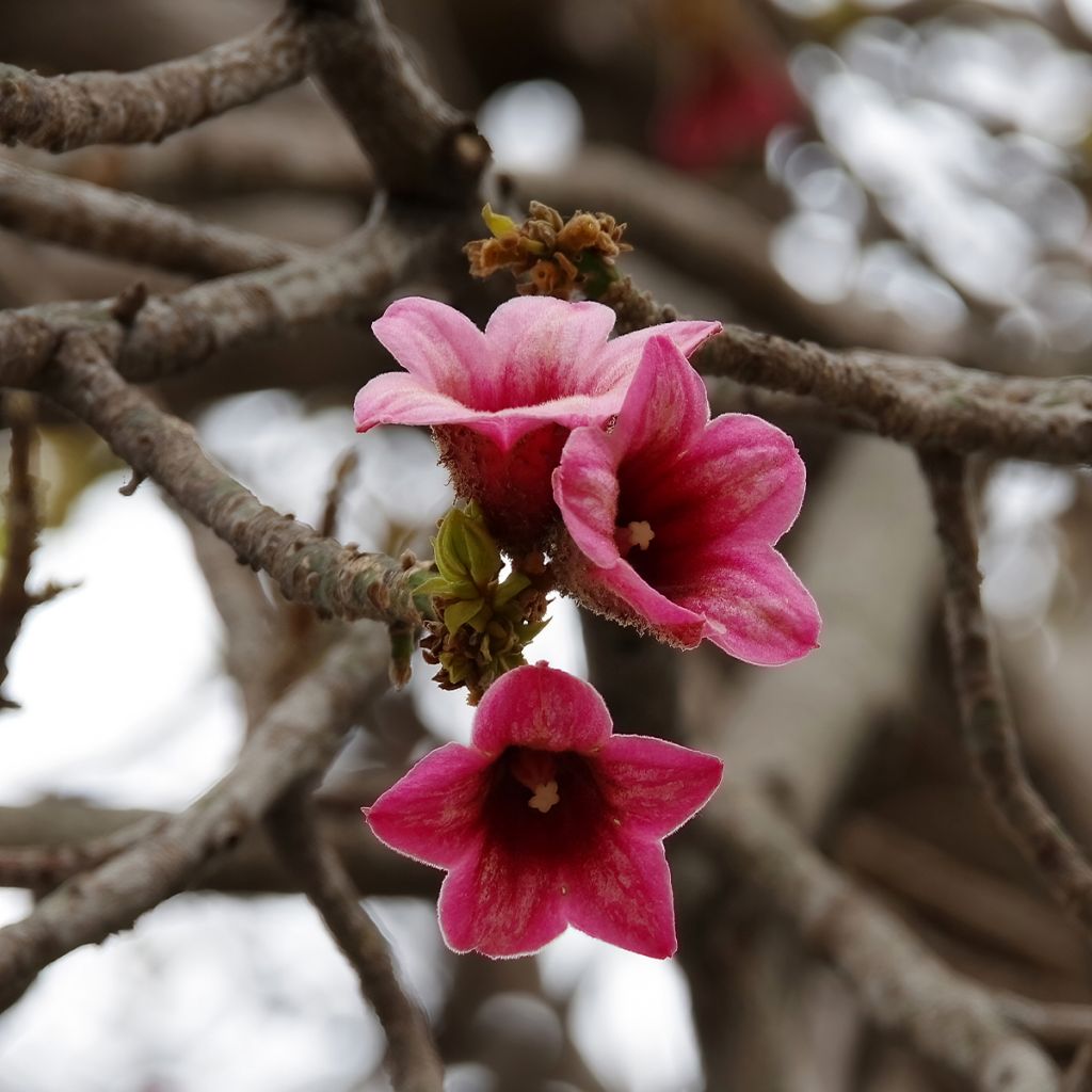 Brachychiton discolor