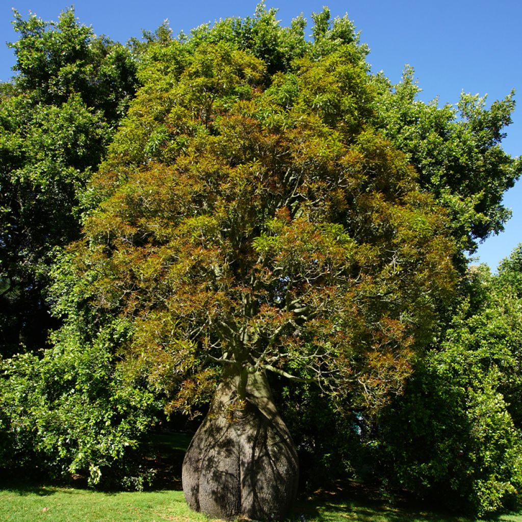 Brachychiton rupestris - Queensland bottle tree