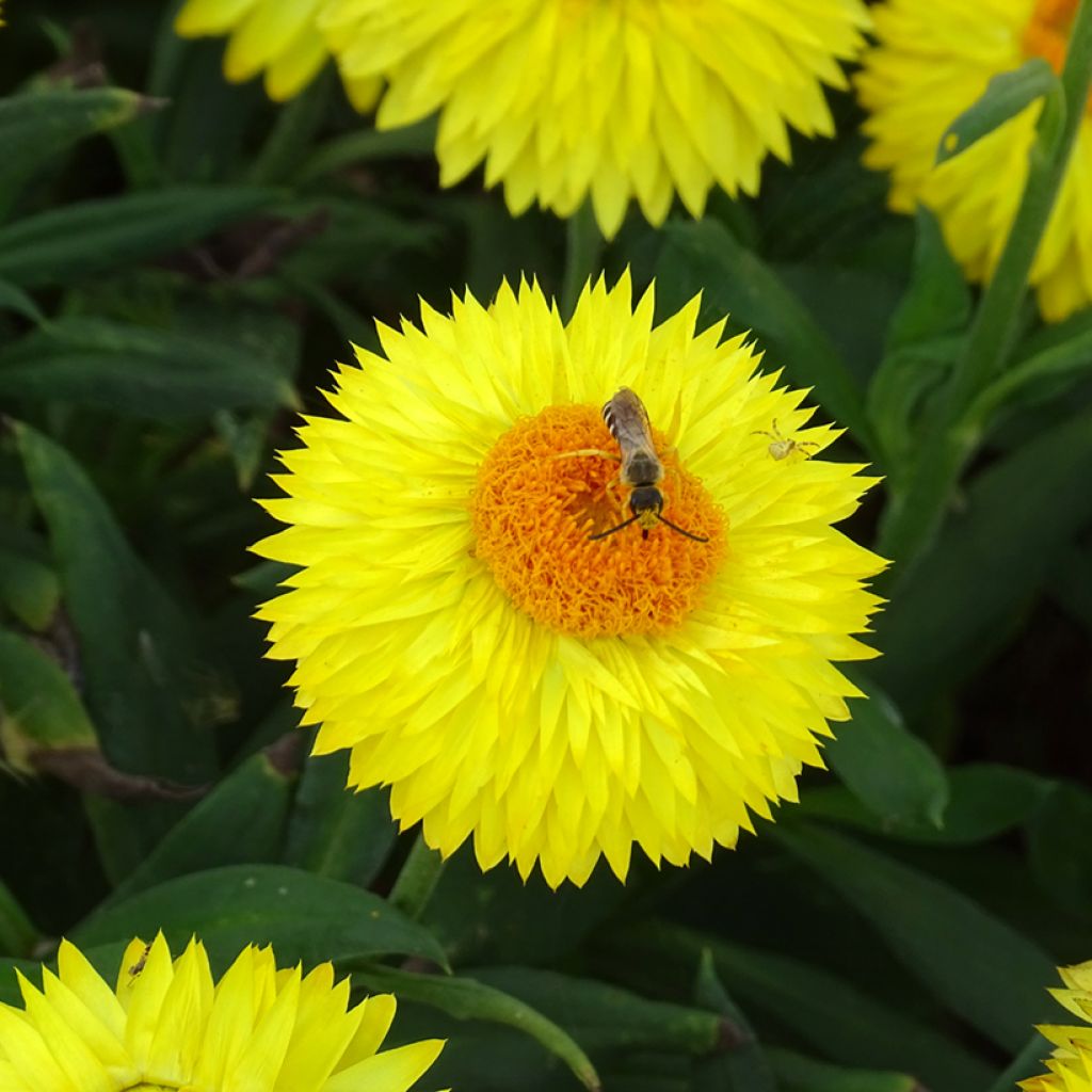 Bracteantha bracteata Granvia Gold - Strawflower