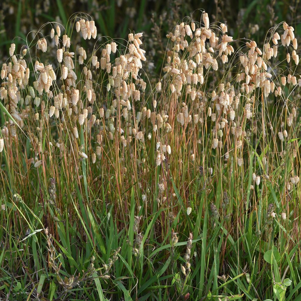 Briza maxima - Greater quaking grass
