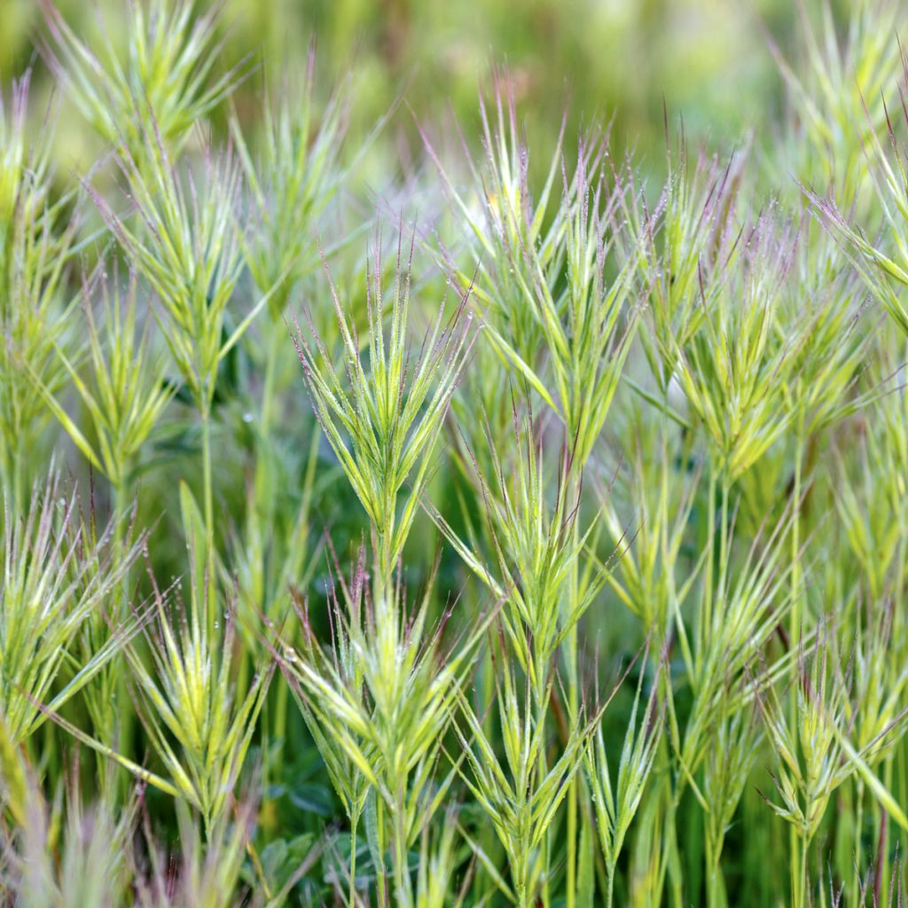 Bromus rubens seeds